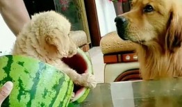 吃瓜蒙主血统,探寻瓜界传奇背后的家族传承