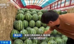 金县吃瓜,揭秘当地特色美食背后的故事