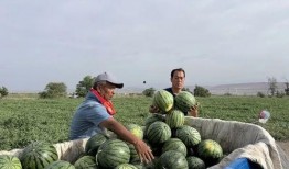 金县吃瓜,揭秘当地特色美食背后的故事