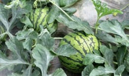 金山瓜好吃吗怎么吃,解锁最佳食用方法，尽享甘甜滋味