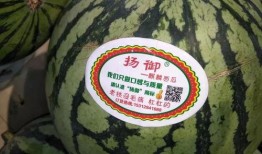 主题吃瓜视频大全,笑料百出，精彩纷呈