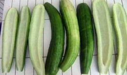 包瓜直接吃吗,轻松享受夏日清新口感