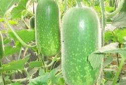 吃瓜 提取码,揭秘“吃瓜”提码背后的趣味与奥秘