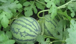 吃瓜20p,一场关于娱乐圈的狂欢盛宴