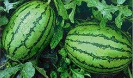 吃瓜为什么不好吃,为何吃瓜不美味，瓜类食品的口感之谜