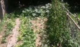 菜篮瓜如何吃,解锁美味新体验