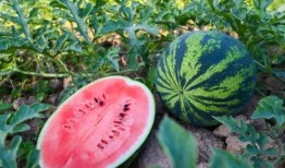 夏天吃瓜吧图片,清凉一夏，尽享甜蜜时光