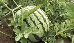 吃瓜栏杆瓜,揭秘“吃瓜栏杆瓜”背后的故事