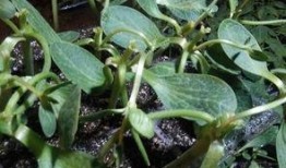 苗老师吃瓜,揭秘娱乐圈幕后故事