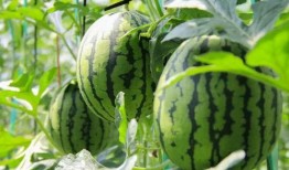 吃瓜网站在线吃瓜免费,免费在线吃瓜，畅享娱乐盛宴