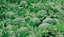 郓城菜棚子吃瓜事件,一场引发社会关注的食品安全风波