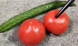 番茄吃瓜视频,一场别开生面的美食盛宴