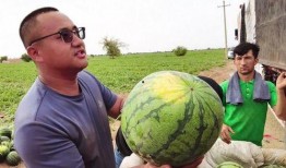 吃瓜动感图片,跟随吃瓜动感图片，感受夏日狂欢氛围