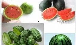 天天吃小瓜好吗,天天享用，健康美味两不误