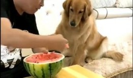 吃瓜妞的父亲,揭秘背后不为人知的故事