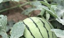 大理网红吃瓜,揭秘网红圈背后的故事与争议