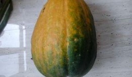 瓜不熟的瓜不摘可以吃吗,探寻成熟与收获的智慧