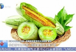 吃蜜瓜,探寻蜜瓜的独特魅力