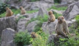 猴子吃山瓜,森林中的美味奇遇