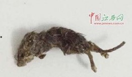 老鼠吃地里瓜视频,老鼠偷吃瓜视频引发网友热议