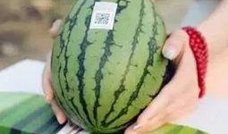 等待吃瓜的图片