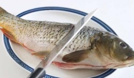 吃瓜不如吃鱼,探寻美食新境界