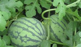 蕉瓜孕妇可以吃吗,安全与营养两不误