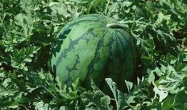 吃七口茜瓜,探寻夏日清新滋味