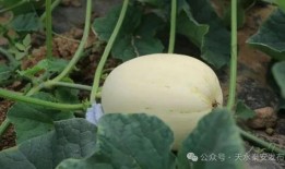 野外吃脆瓜,一场别开生面的野外美食之旅