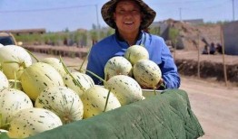 瓜州县吃瓜事件始末,一场网络热议的始末揭秘