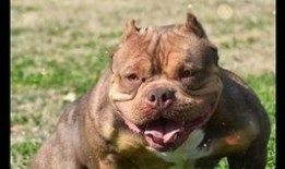 娱乐吃瓜君奶狗,娱乐吃瓜君的甜蜜瓜田之旅