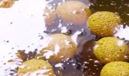 麻团吃瓜,揭秘娱乐圈的甜蜜与苦涩