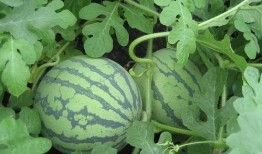 吃瓜解渴吗,揭秘夏日消暑新风尚