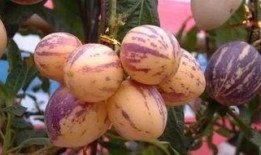 瓜州去哪吃,探寻当地特色风味指南