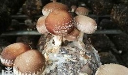 减肥可以吃三白瓜,轻松享瘦的秘密武器