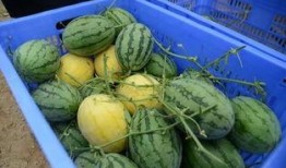 龙岩吃瓜群,揭秘网络社交圈的趣味与争议