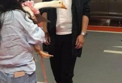 保剑锋在线吃瓜,揭秘娱乐圈幕后风云