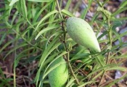 吃瓜刮大风,刮大风背后的故事