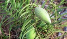 吃瓜刮大风,刮大风背后的故事