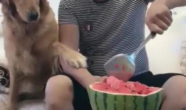 吃瓜妞的父亲,揭秘背后不为人知的故事