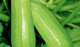 吃瓜20p,一场关于娱乐圈的狂欢盛宴