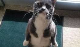 带你吃瓜猫咪视频,萌宠美食瞬间，萌态可掬引网友热议