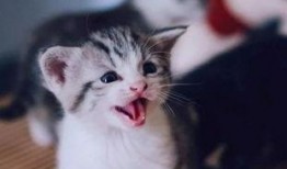 带你吃瓜小奶猫,带你领略“带你吃瓜小奶猫”的萌趣魅力