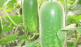 如东核酸吃瓜图,揭秘核酸检测背后的趣味瞬间