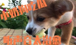 娱乐吃瓜君奶狗,娱乐吃瓜君的甜蜜瓜田之旅