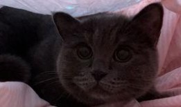 带你吃瓜猫咪视频,萌宠美食瞬间，萌态可掬引网友热议