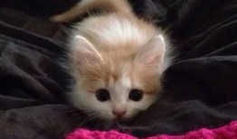 带你吃瓜小奶猫,带你领略“带你吃瓜小奶猫”的萌趣魅力