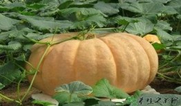 吃兰瓜会不会胀气