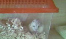 道具 吃瓜小乖乖,趣味道具背后的故事与魅力