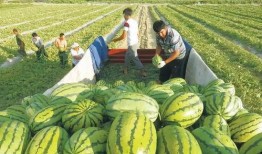 成都疫情吃瓜图,网络热议背后的真相与反思